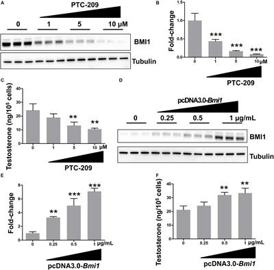 BMI1 Drives Steroidogenesis Through Epigenetically Repressing the p38 MAPK Pathway